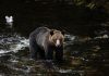 Bear watching in canada Delmar World