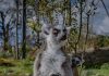 chester zoo twin lemurs born