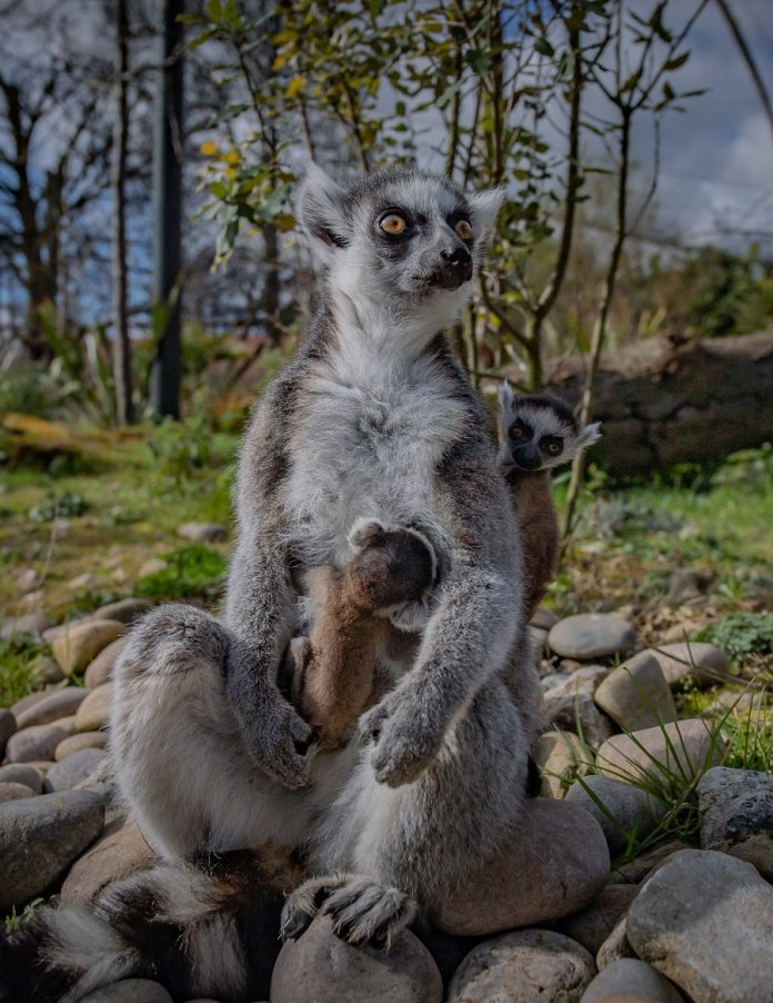 chester zoo twin lemurs born