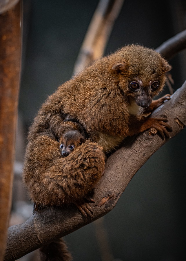 chester zoo lemurs