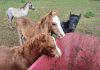 Animal rescue horses