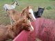 Animal rescue horses